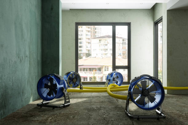 Best Professional water damage repair  in Springville, AL